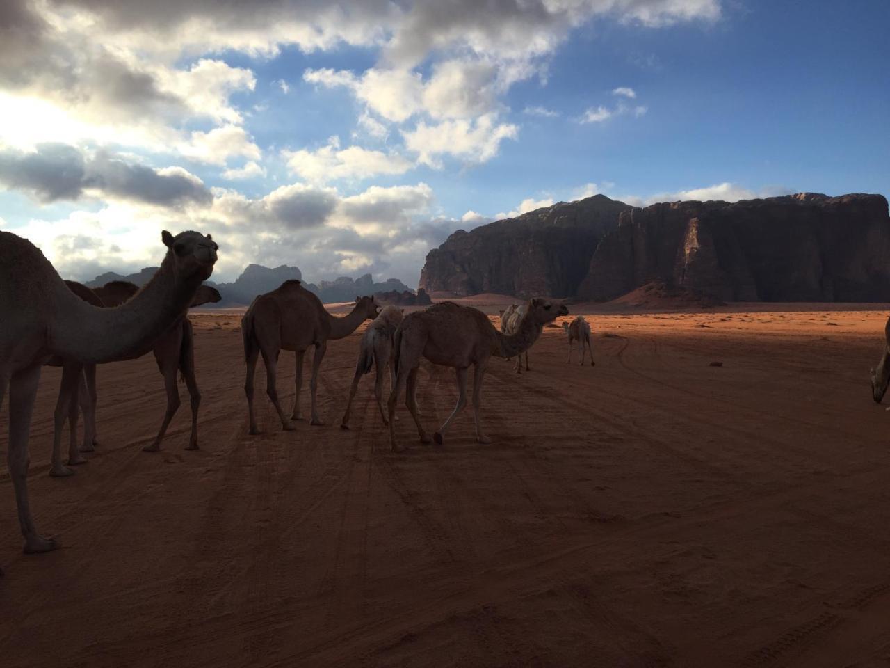 Bubbles Oasis Camp Wadi Rum Exterior photo